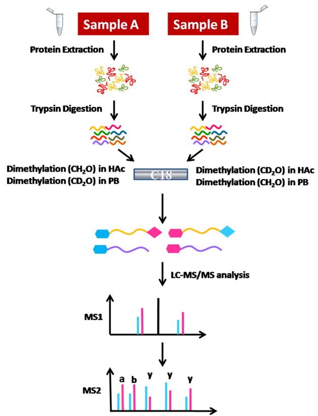 1960540240880455680-di-methyl-labeling-proteomics-analysis-service1.PNG