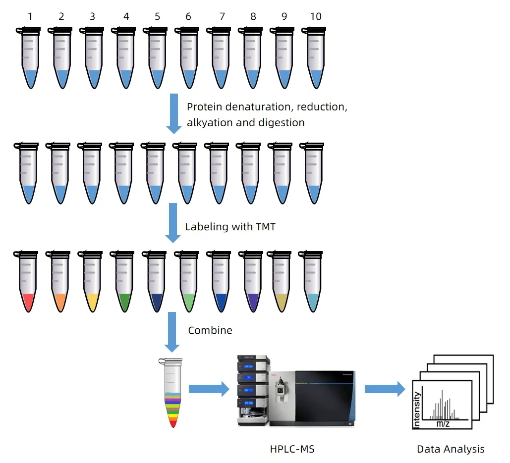 1960547707936952320-di-methyl-labeling-proteomics-analysis-service3.png