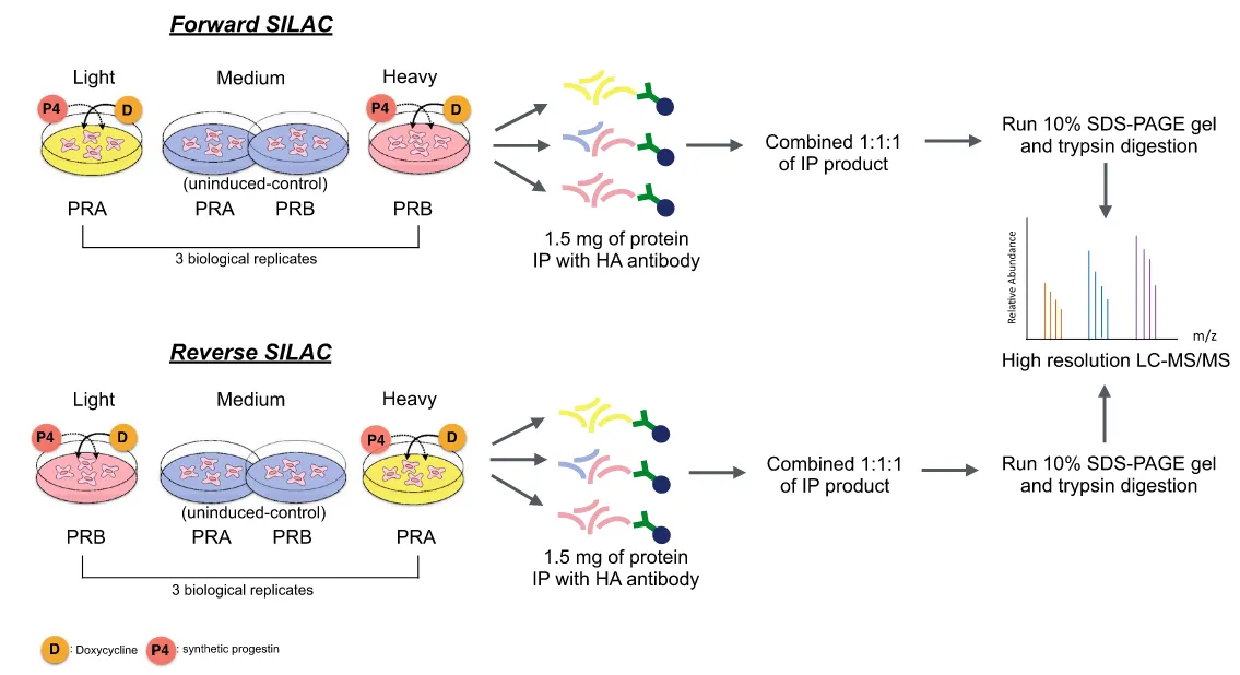 1960547757211635712-di-methyl-labeling-proteomics-analysis-service4.png