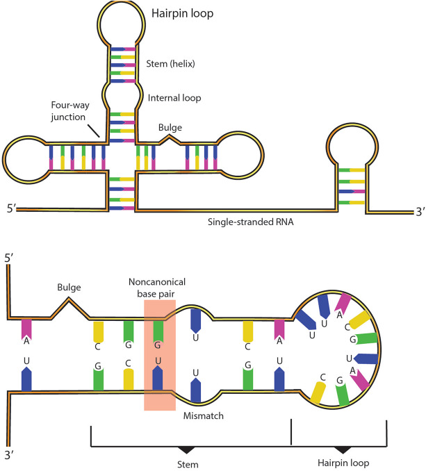 dnarna-drug-secondary-structures-analysis-service1.jpg