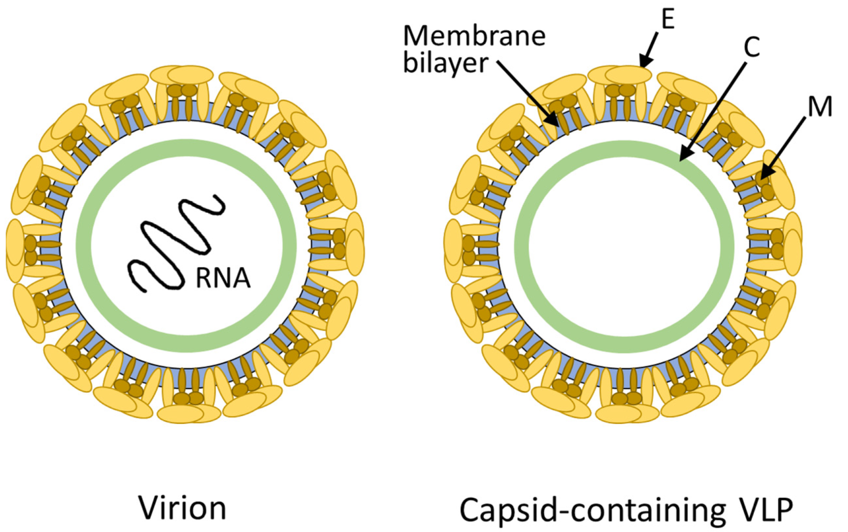 1962775934998794240-carrier-capsid-protein-composition-analysis-service-dna-rna-drug1.png