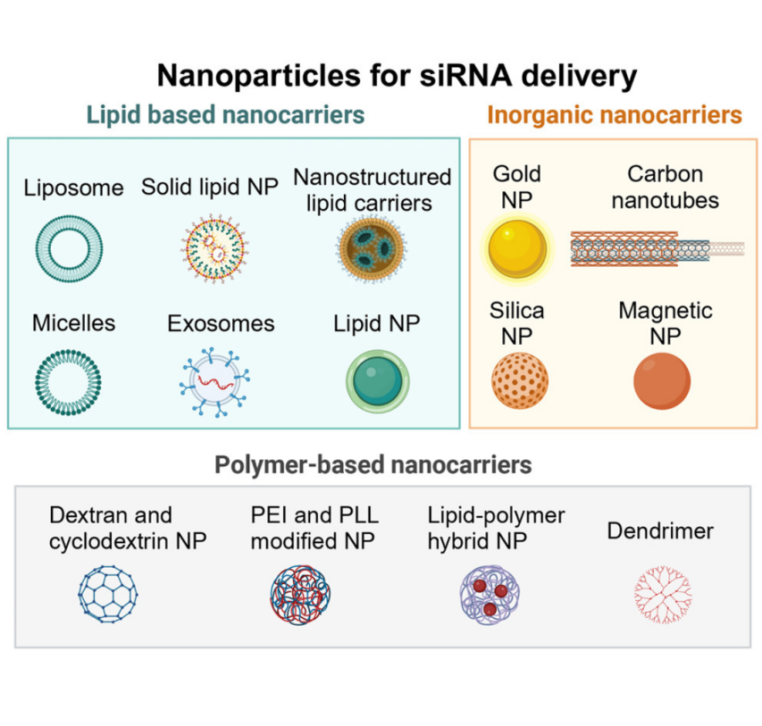 dna-rna-drug-carrier-characterization-services-1