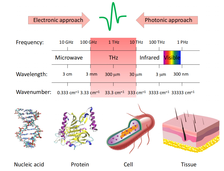 1965331781541023744-terahertz-spectroscopy-thz-analytical-service1.PNG