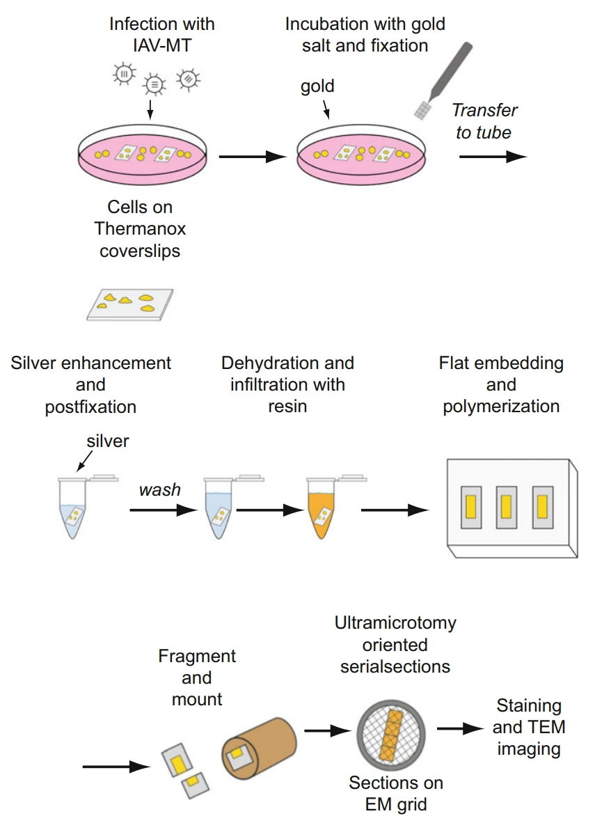 immuno-transmission-electron-microscopy-immuno-tem-analysis-service