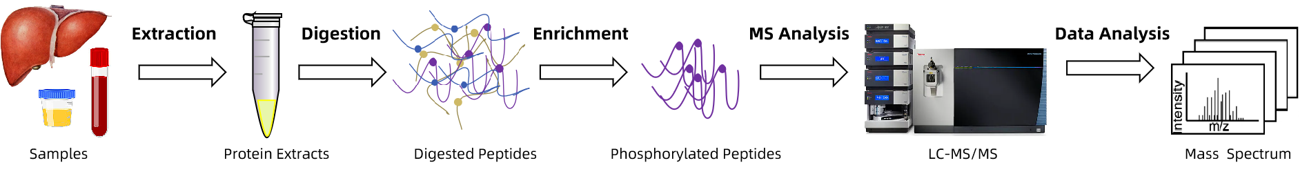 protein-phosphorylation-identification-service-1