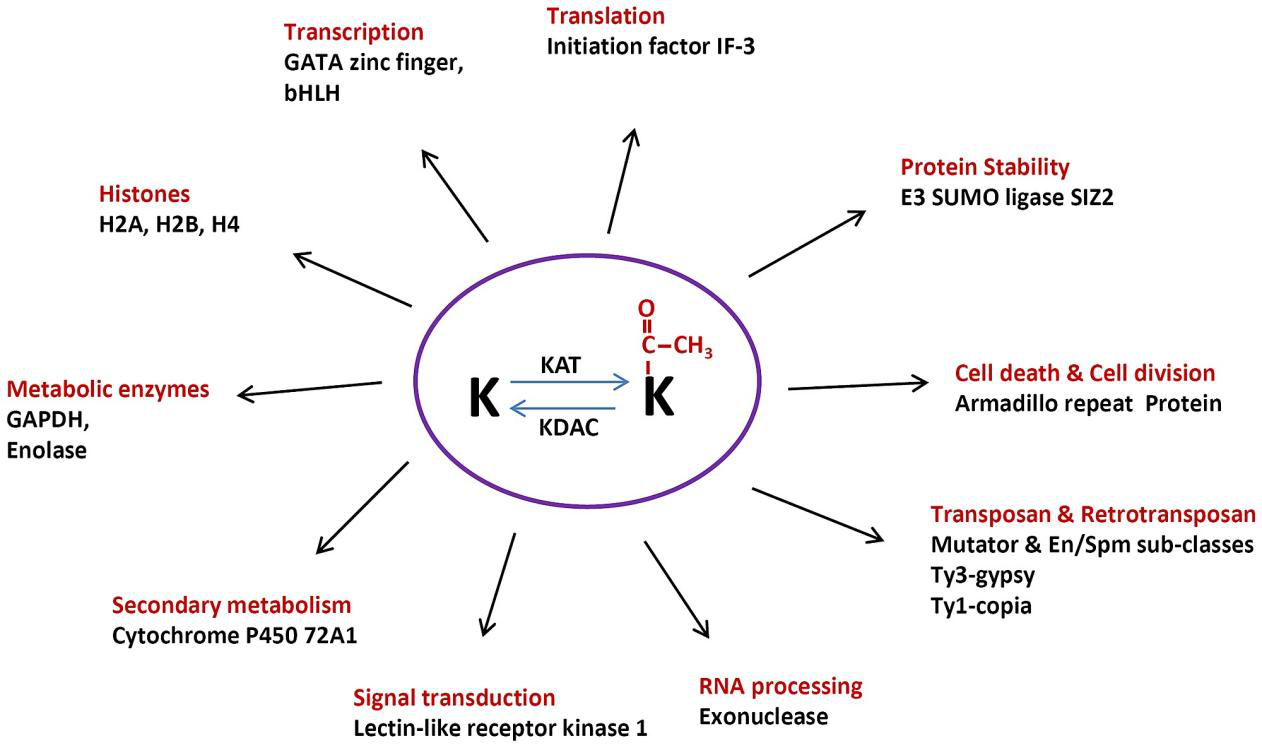protein-acetylation-identification-service-1