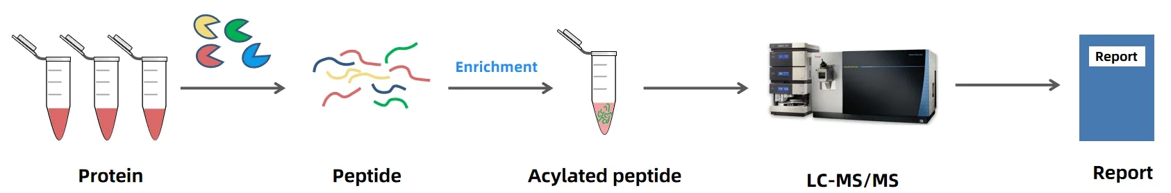 protein-acetylation-identification-service-2