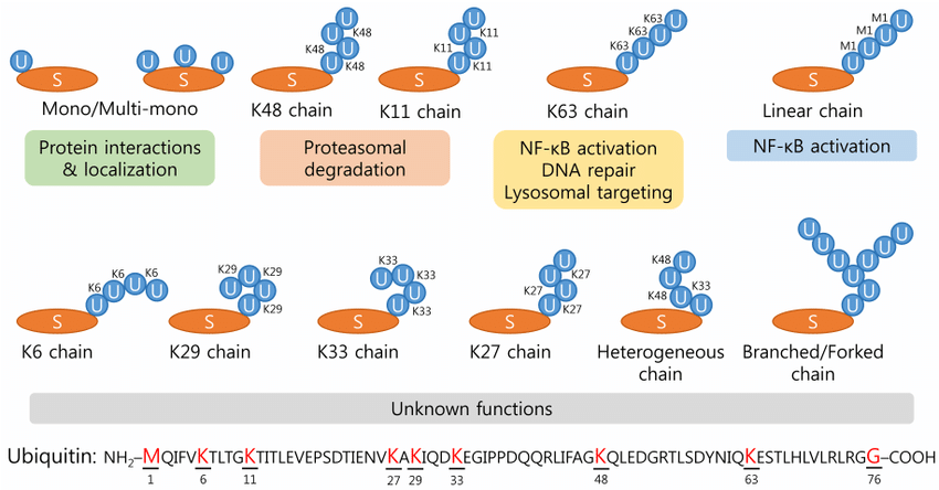 protein-ubiquitination-identification-service-1