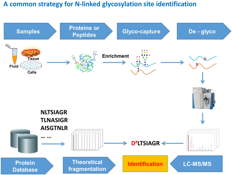 protein-glycosylation-identification-service-1