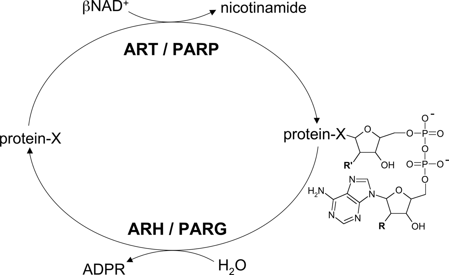protein-adp-ribosylation-identification-service-1