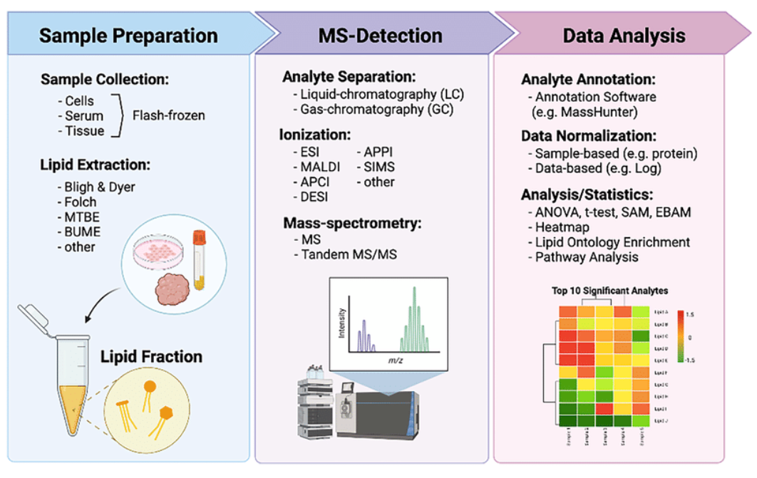 lipidome-identification-service-2