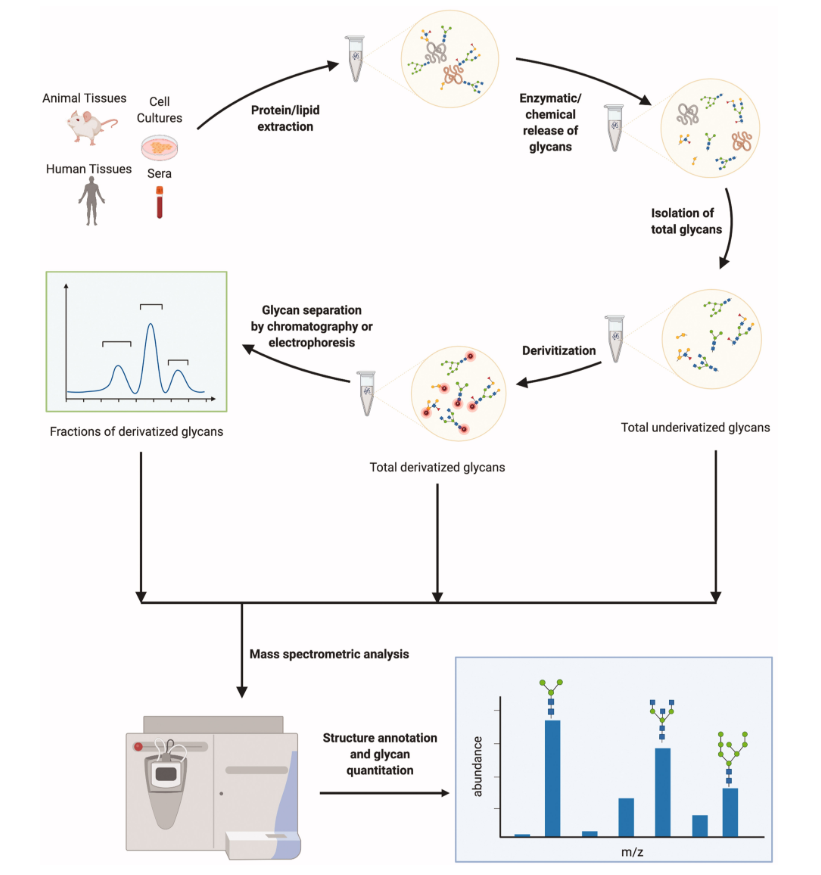 mass-spectrometry-based-glycomics-analysis-service