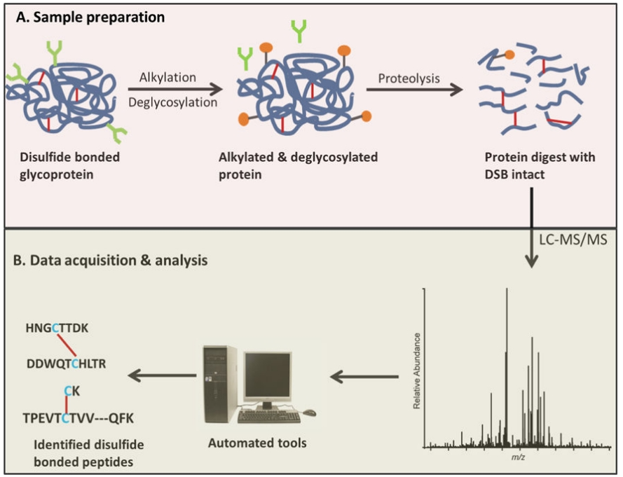 1966040981581713408-protein-disulfide-bond-formation-identification-service2.png
