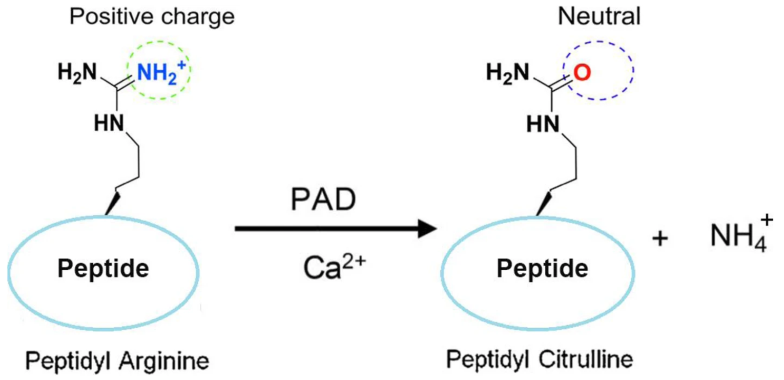 protein-citrullination-identification-service-1