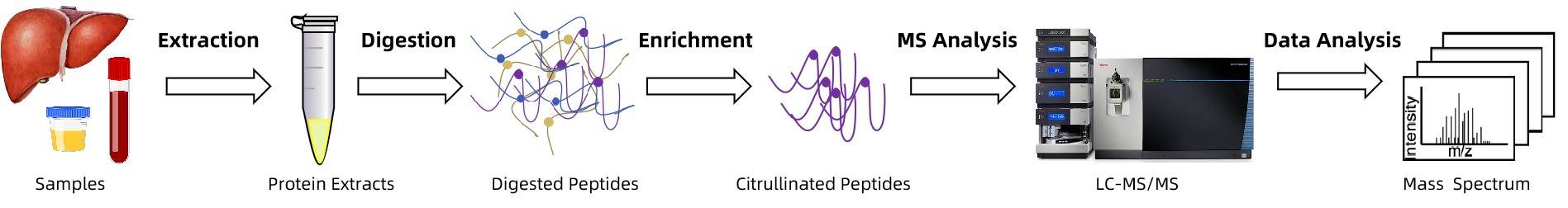 protein-citrullination-identification-service-2