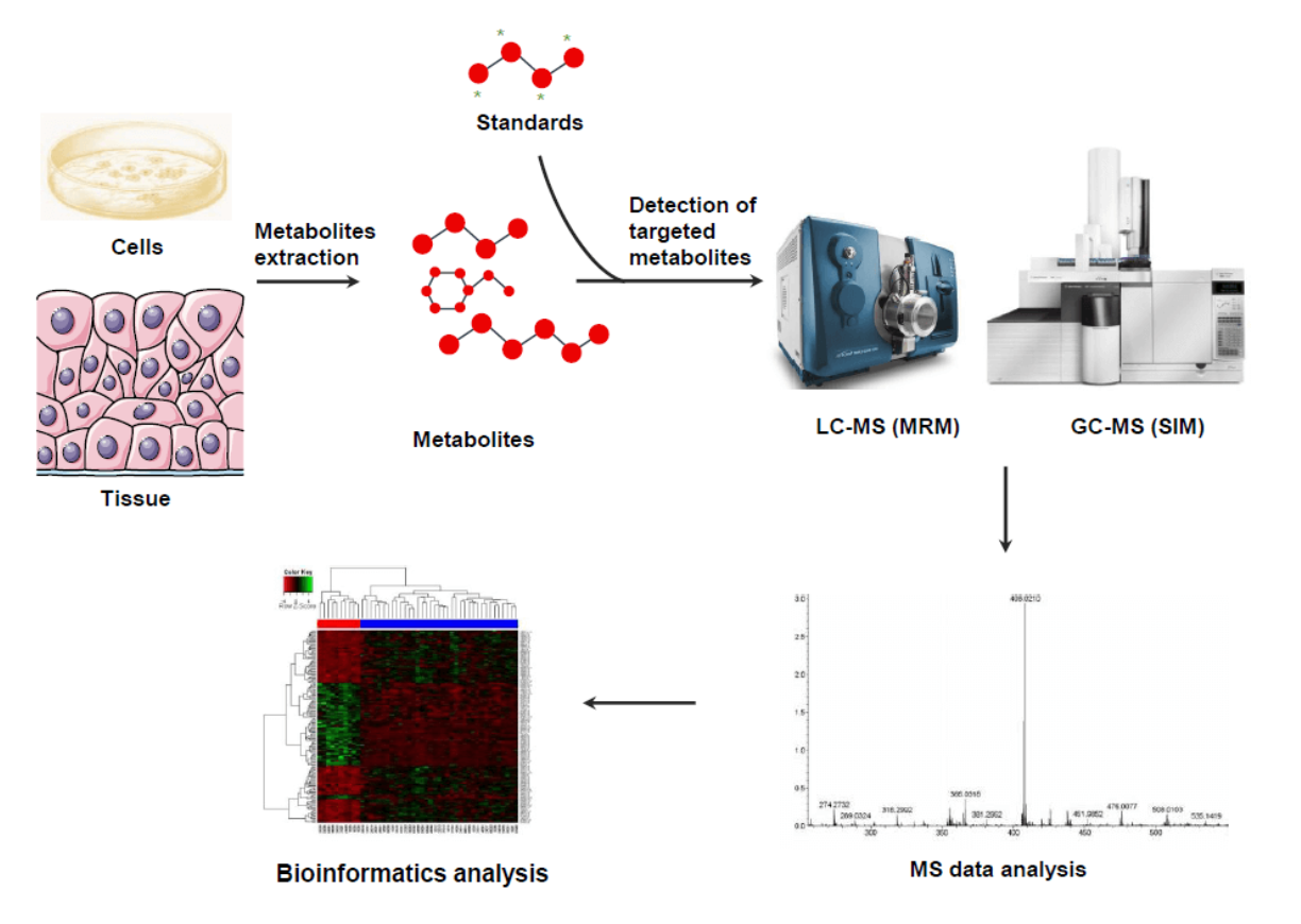 targeted-metabolites-profiling-service-2