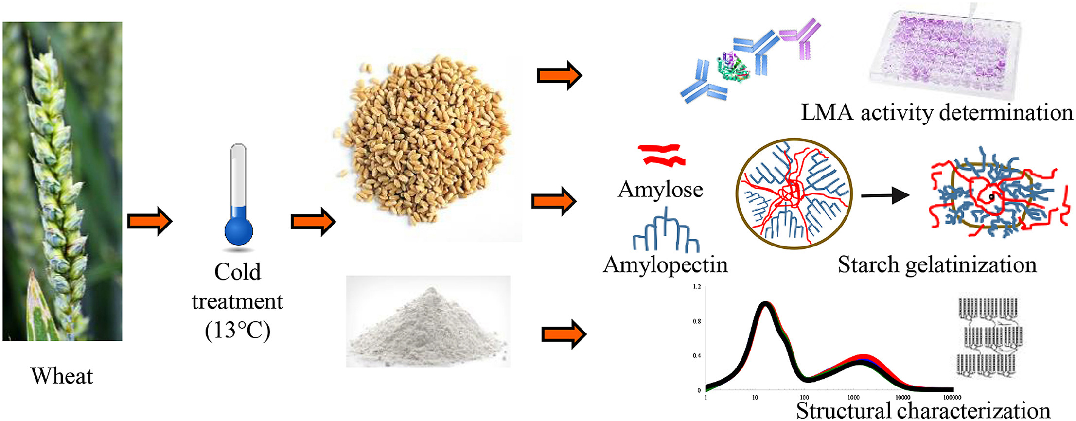 1967399790715719680-wheat-starch-analysis-service1.jpg
