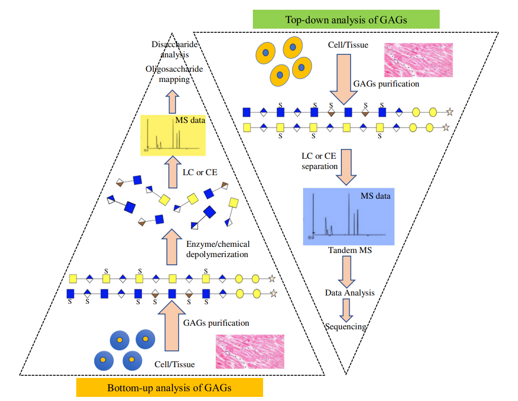 glycosaminoglycan-analysis-service-2