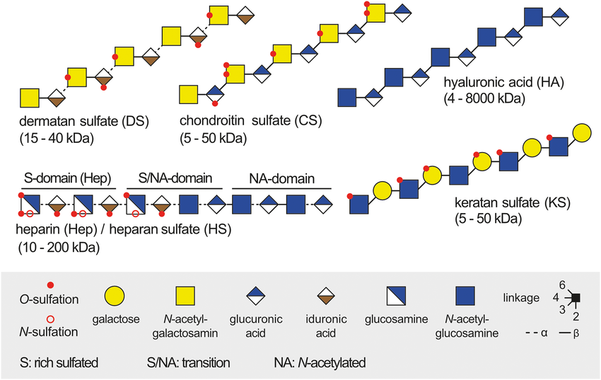 glycosaminoglycan-analysis-service-1