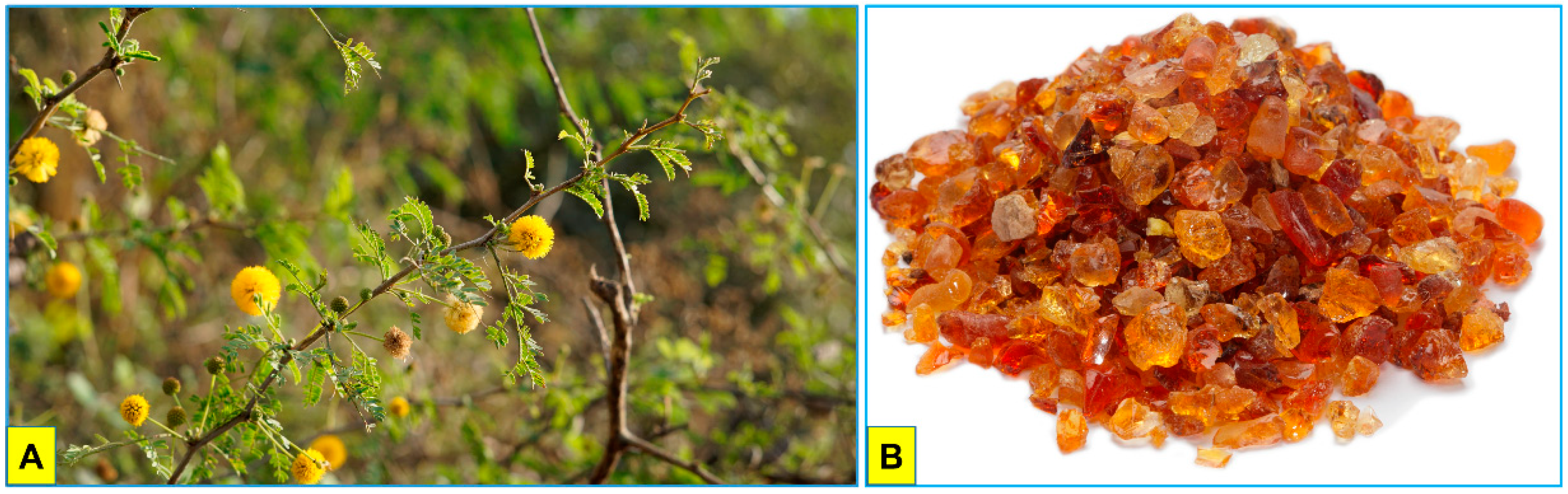 1978379338009661440-acacia-analysis-service1.png