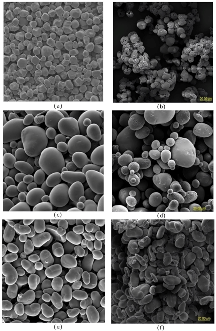 starch-scanning-electron-microscopy-determination-service1