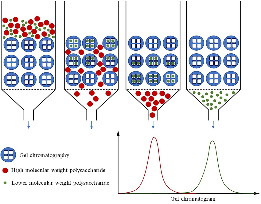 polysaccharide-molecular-weight-determination-service1.png