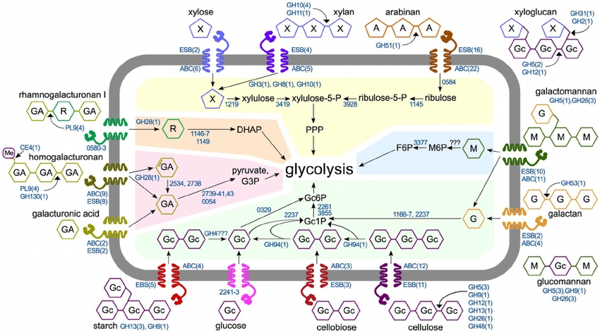 1981289361203384320-polysaccharide-metabolism-analysis-service1.png
