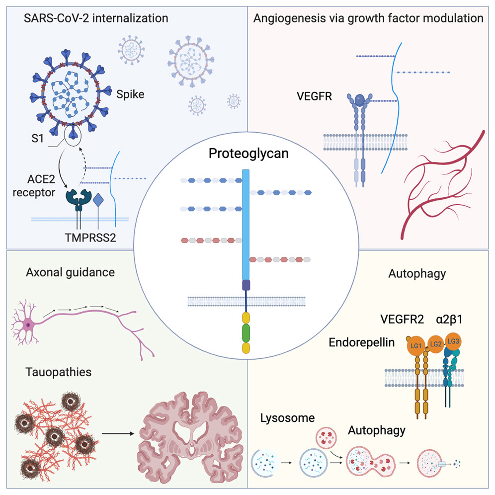 proteoglycans-analysis-service-1