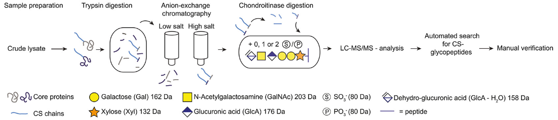 proteoglycans-analysis-service-2