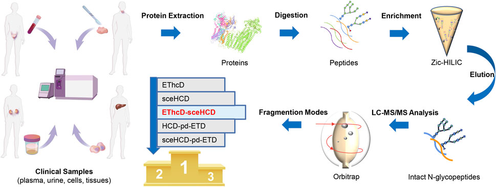 1981655267997765632-glycopeptide-sequence-analysis-service1.jpg