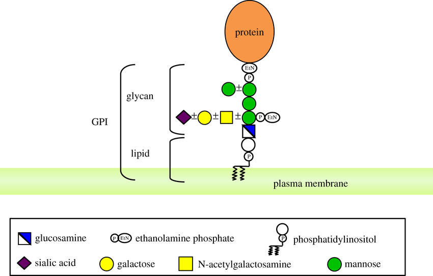 glycosylphosphatidylinositol-analysis-service-1