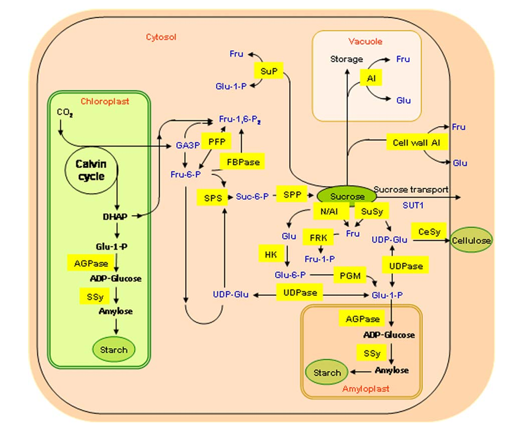 disaccharide-metabolism-analysis-service-1
