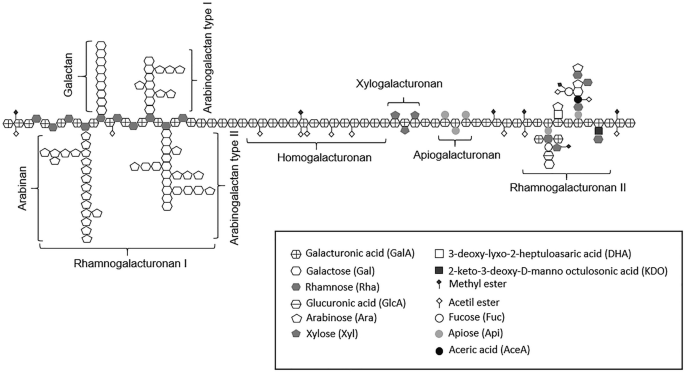 pectic-oligosaccharide-analysis-service1.png