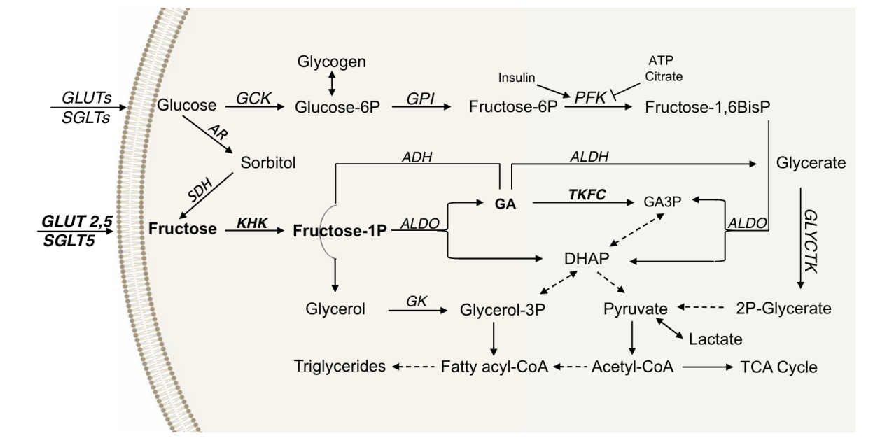 monosaccharide-metabolism-analysis-service1