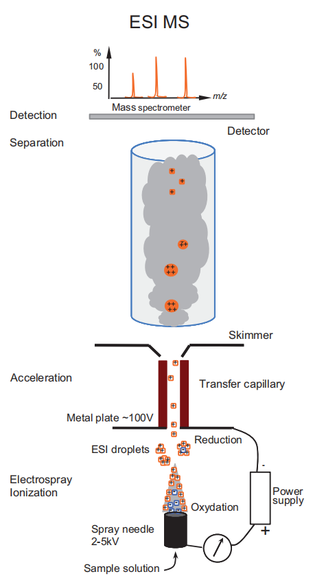 esi-ms-peptide-molecular-weight-identification-service-1