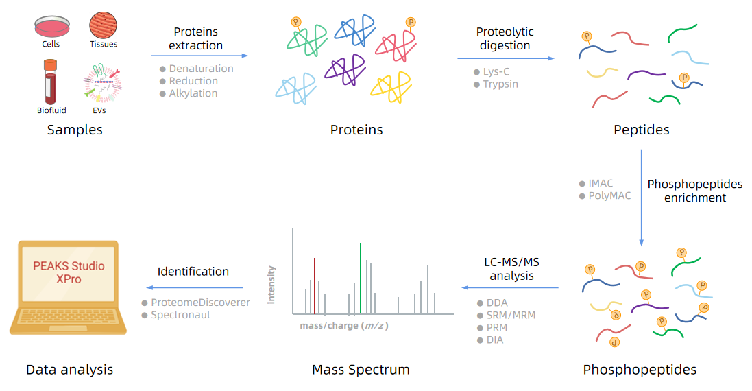 Phosphorylated Peptide Identification Service | MtoZ Biolabs