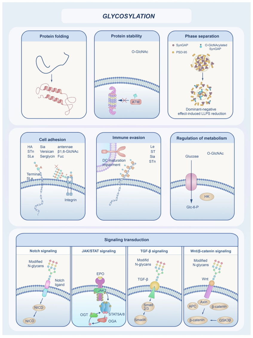 1984143263867195392-glycopeptide-identification-service1.PNG