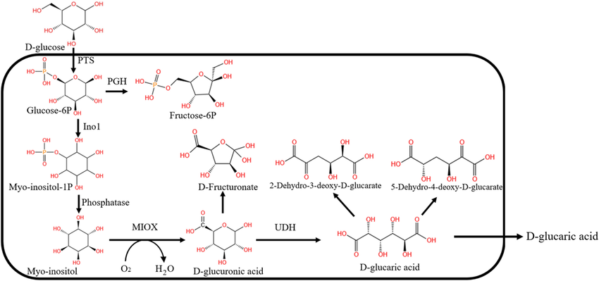 glucuronic-acid-analysis-service3.png