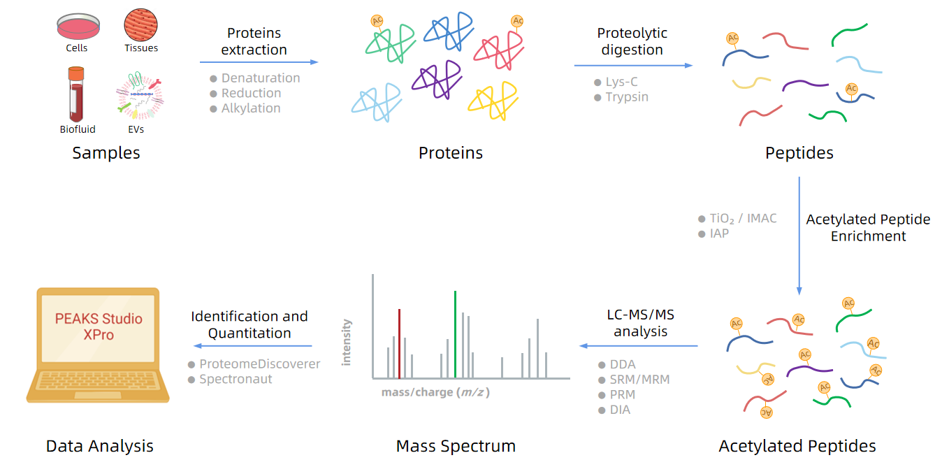 1984160363654533120-acetylated-peptide-analysis-service2.PNG