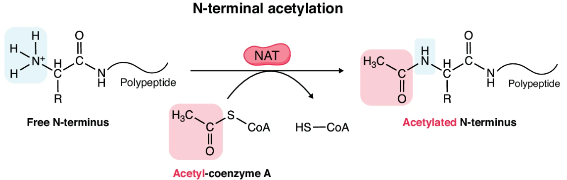 1984161646683738112-acetylated-peptide-analysis-service1.PNG