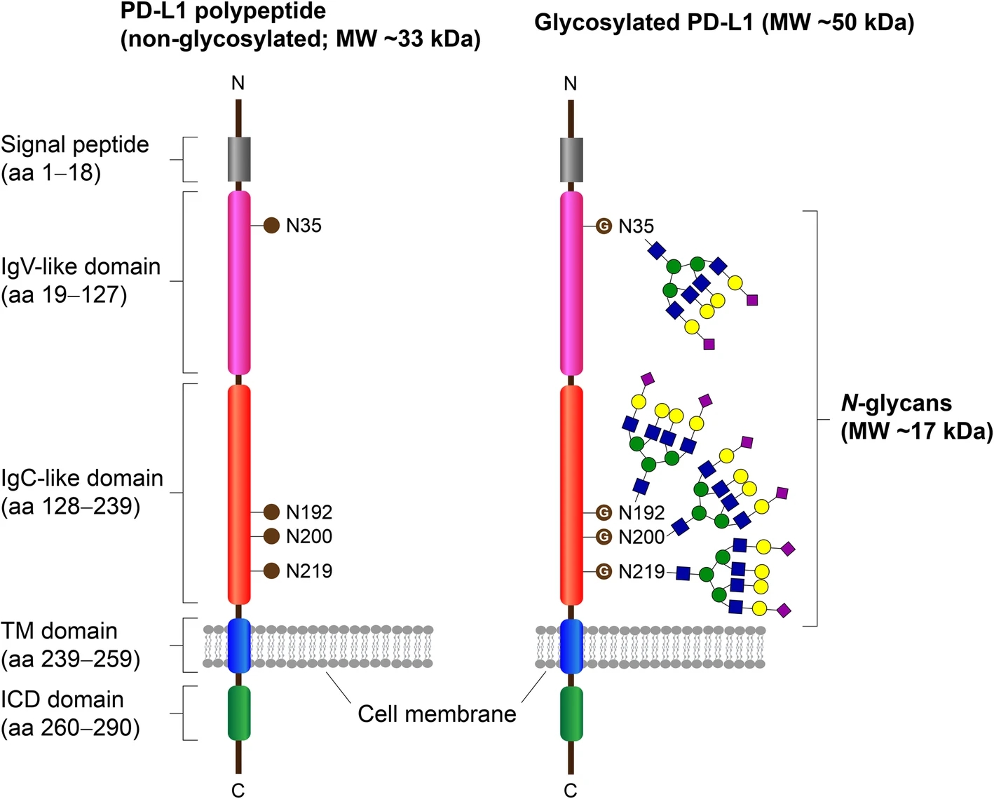 1984192785385377792-targeted-n-glycosylation-site-analysis-service1.jpg