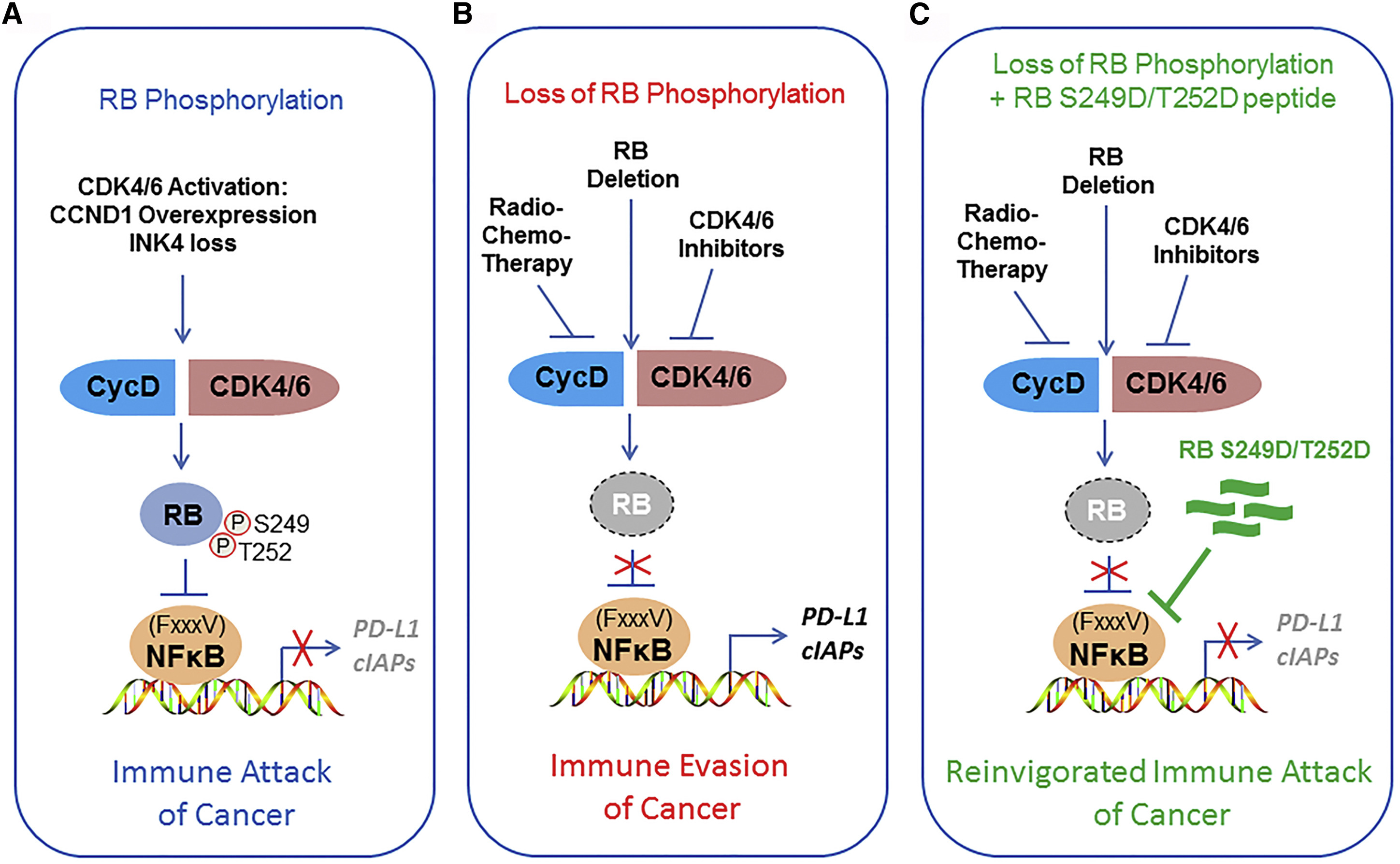 1984194325483474944-targeted-phosphorylation-analysis-service1.jpg