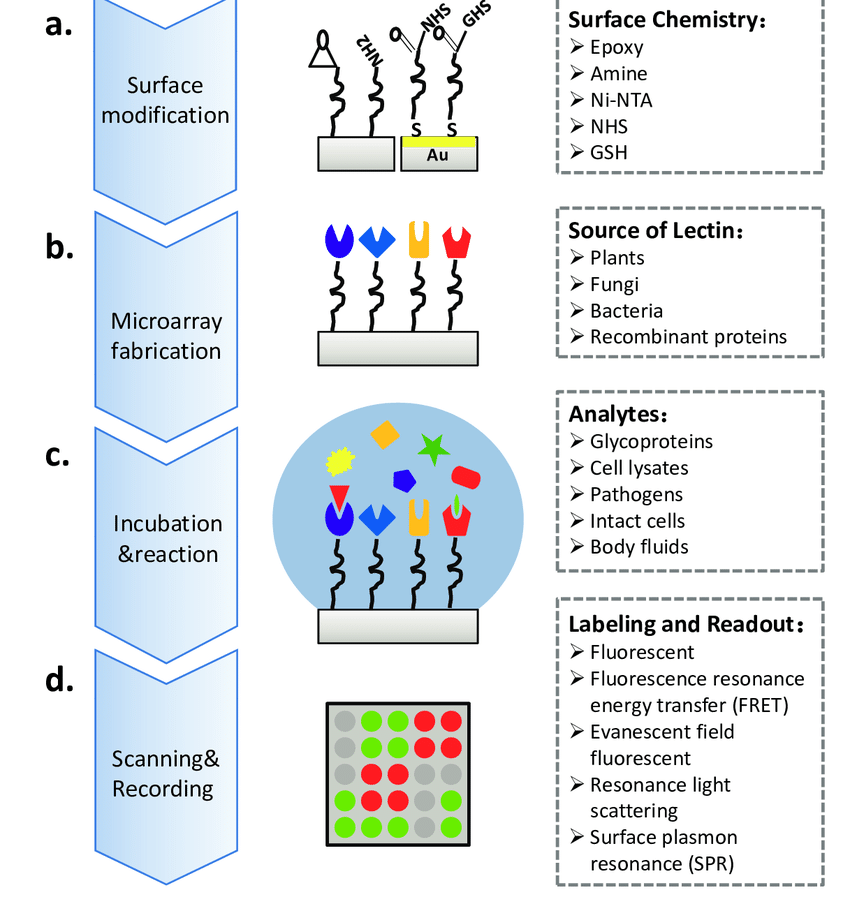 glycobiology-microarray-service-1
