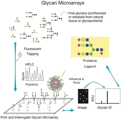 glycobiology-microarray-service-2