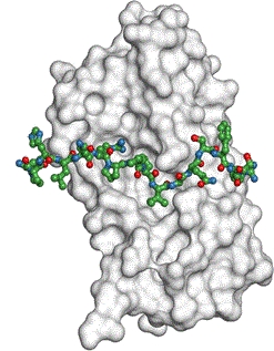 peptide-biomolecule-interaction-identification-service-1