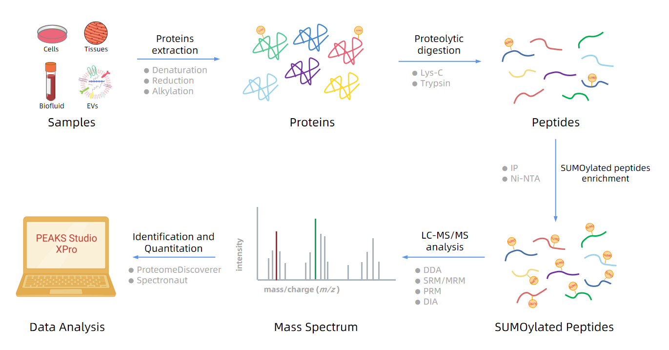 1985251417589927936-sumoylated-peptide-detection-service2.PNG