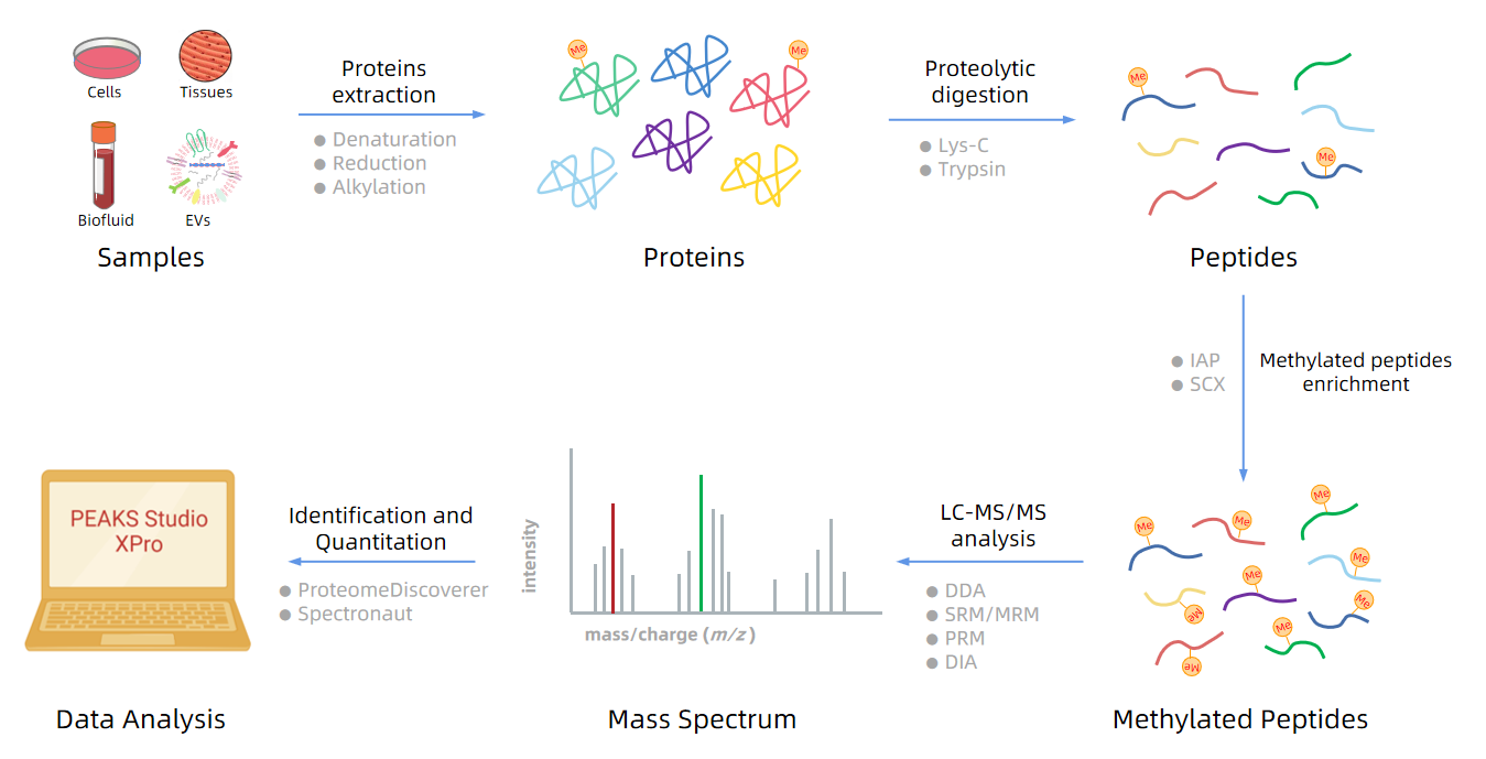 1985591953018441728-methylated-peptide-analysis-service2.PNG