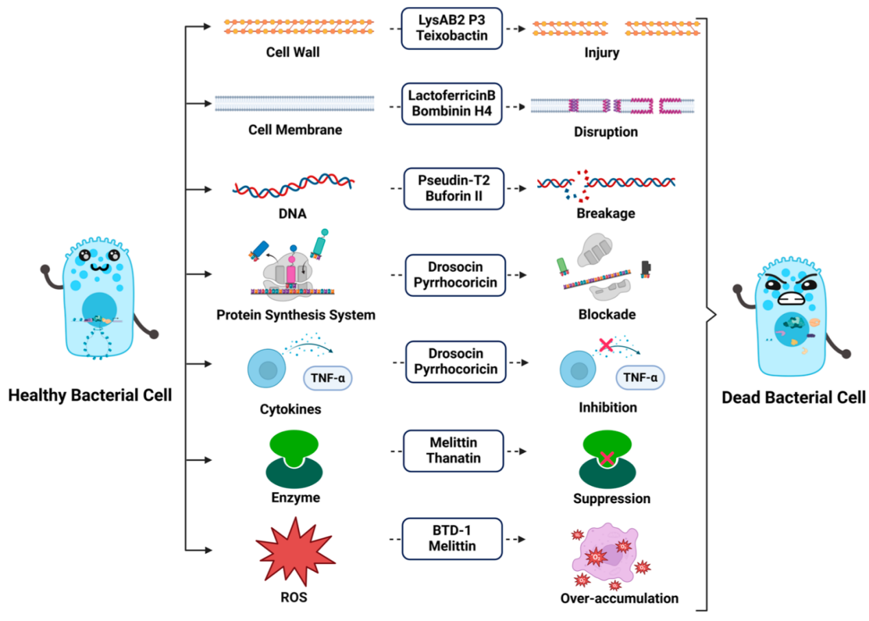 antimicrobial-peptide-discovery-service1