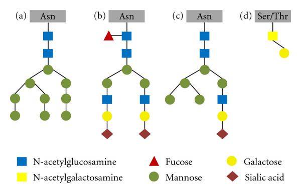 oligosaccharide-analysis-service1.png