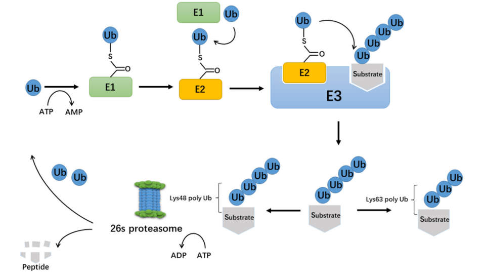 1985968028798013440-ubiquitinated-peptide-site-identification-service1.PNG